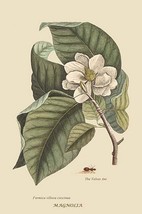 Magnolia by Mark Catesby #2 - Art Print - £17.24 GBP+