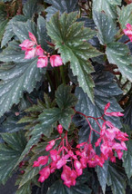 &quot;Lana&quot; Angelwing Begonia Well Rooted Starter Plant - Ships Without Pot - £39.39 GBP