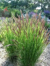 20 Red Spire Melic Grass Purple Melica Transsilvanica Flower Seeds Fresh Seeds F - £11.59 GBP