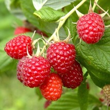 Heritage Raspberry Plant - 2 Year Bare Root - £21.62 GBP