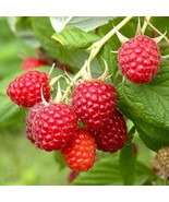 Heritage Raspberry Plant - 2 Year Bare Root - €23,77 EUR