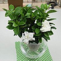 100  pcs/Bag Rare Flower Gardenia Fragrant Indoor Office Desk Bonsai Evergreen T - £6.36 GBP