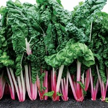 Peppermint Swiss Chard 100 Seeds Fresh Garden - £3.13 GBP