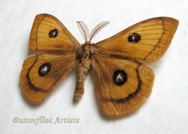 Тau Еmperor Aglia Tau Real Moth Saturnidae Framed Entomology Collectible... - $52.99
