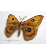 Тau Еmperor Aglia Tau Real Moth Saturnidae Framed Entomology Collectible... - $74.36 CAD