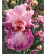 Tall Bearded Iris germanica rhizome - $12.47 CAD