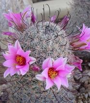 30 Seeds, Fishook Pin Cushion Cactus, Mamillaria grahamii, Sunset Lizard Catcher - £31.97 GBP