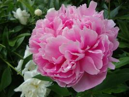 Heirloom Pink Multi-petalled Peony Tree Perennial Flower Seeds, Professional Pac - £8.72 GBP