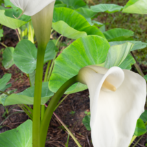 Bulbs Calla Flower 2 Pcs Seeds - $28.60