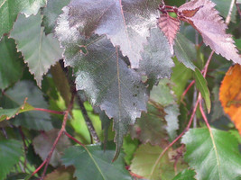 30 Red Leaved Grey Birch Seeds Betula Populifolia Fresh USA Fast Shipping - $11.40