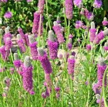 BPA 500 Seeds Purple Prairie Clover Seeds Wildflower Nitrogen Fixing Drought Hea - £7.02 GBP
