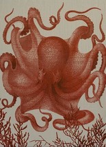 Wall Art Print 19th C Octopus III 29x40 40x29 Coral Pink Linen Unframed - £298.52 GBP