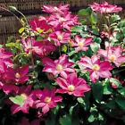 Garden Flowers Clematis Seeds Potted Plants Garden Plants Clematis 100 Pcs. - $7.99