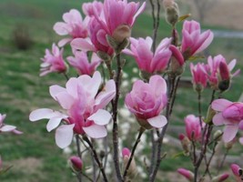 3 Plants Magnolia Leonard Messel Tree Established Roots in 3.5&quot; Pots FREESHIP - £64.74 GBP