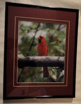 Beautiful male Cardinal 8x10 photo matted and framed in an 11x14 frame - $65.00