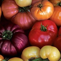 Tomato Rainbow Blend Seeds Gardening Fresh Usa Shipping - $10.00