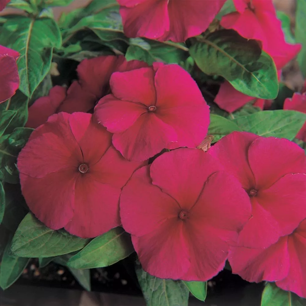 Vinca Seeds 50 Seeds Vinca Pacifica Xp Burgundy - $14.38