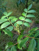 30 Seeds Flameleaf Sumac Or Rhus Copillina - £7.77 GBP