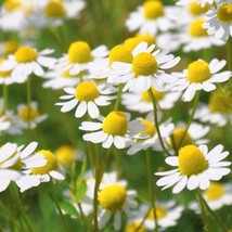 2500+ German Chamomile Medicinal Fragrant Groundcover Annual Herb Seeds - £14.09 GBP