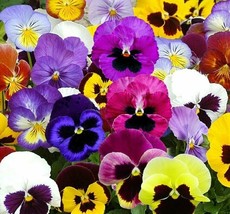 Pansy Seeds 60 Swiss Giant Mix Flower Garden Hardy Biennial Fresh Seeds USA - $5.50