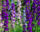 Larkspur Seeds 200 Rocket Mix Purple White Annual Flower Garden Fast Shi... - £7.22 GBP
