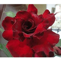 BELLFARM 2 seeds Adenium Dark Red Desert Rose Seeds, 6-Layer Fragrant Perennial  - £2.76 GBP