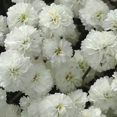 50 Seeds Yarrow Marshmallow White Achillea Ptarmica Hardy Perennial Flower - £7.76 GBP