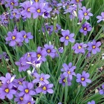 USA Seller 250 Seeds Blue Eyed Grass Seeds Perennial Seeds - $18.84