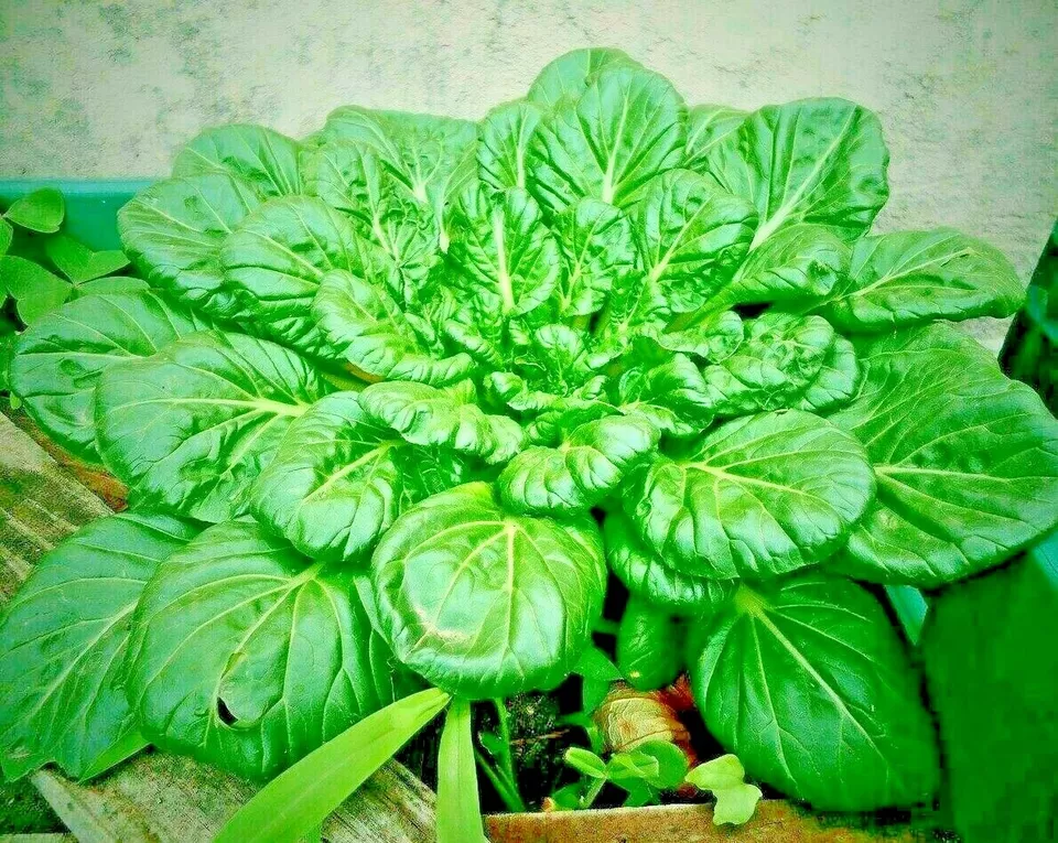 Semilir 700 Spinach Bloomsdale Seeds Spring Giant Vegetable Suppliers - €8,48 EUR