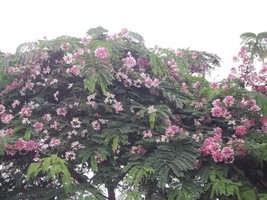 Cassia Renigera Burmese Pink Shower Tree Pink Flowers Fresh Seeds - £14.92 GBP