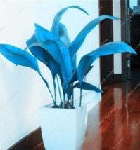 100Pcs Hosta Seeds Sky Blue Leaves New Fresh Seeds USA - £10.03 GBP