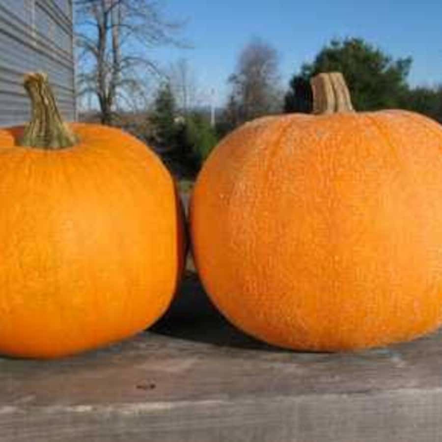 Winter Luxury Pie Pumpkin Seeds Best Pie Pumpkin Fresh Gardening - $15.76