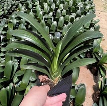 200 Seeds Colorful Clivia Miniata Bonsai - $22.48 CAD