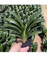 200 Seeds Colorful Clivia Miniata Bonsai - $301.11 MXN