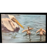  Florida Pelican Clearwater Wildlife Linen -New Vtg Postcard - $11.39 CAD