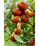 Jujube Fruit Tree Superfruit Ziziphus Jujube Fast Growing 10 Seeds - $13.80 CAD