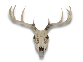 Zeckos 10 Point Buck Deer Skull Bust Wall Hanging - £63.49 GBP