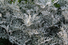 CLK 200+ Silverdust Seeds | Dusty Miller (Cineraria Maritima) - $4.12 CAD