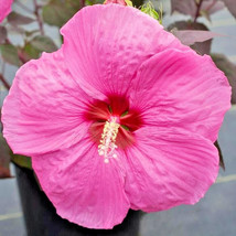 25 Head Over Heels Passion Hibiscus Seeds Hibiscus Syriacus USA Seller - $15.80