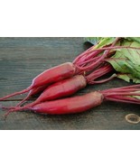 200 Plus Cylindra Beet Seeds - €7,72 EUR