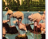 Flock of Flamingoes Feeding Their Young Florida FL UNP Linen Postcard P23 - $2.92