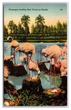 Flock of Flamingoes Feeding Their Young Florida FL UNP Linen Postcard P23 - £2.28 GBP
