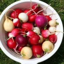 500 Mixed Colors Easter Egg Radish Raphanus Sativus Vegetable Seeds New Fresh Se - $14.90