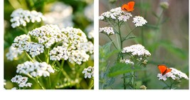 1500 Seeds! Yarrow Seeds WHITE Perennial 12-36&quot; CutFlowers Pollinators  - £21.11 GBP