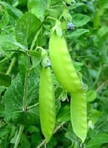 50 Snow Pea Seeds Oregon Giant Sugar Pod Peas Fresh Seeds Gardening USA - $20.50