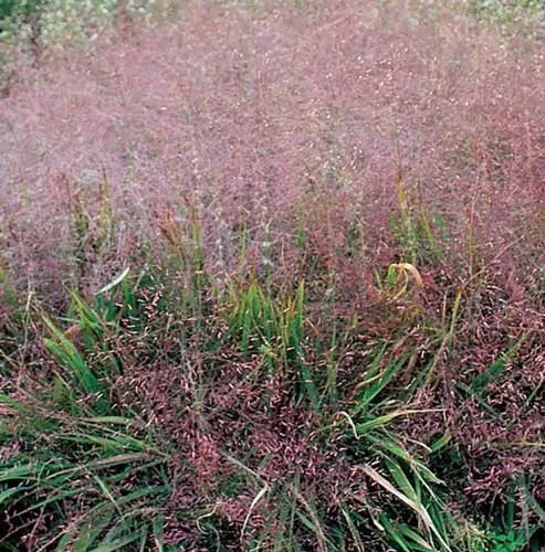 US Seller Eragrostis Spectabilis Purple Love Grass Tumblegrass 20 Seeds - £15.40 GBP