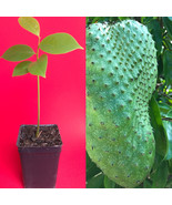 Annona Muricata Graviola Soursop Guanabana Potted Starter PLANT Tropical... - £18.08 GBP