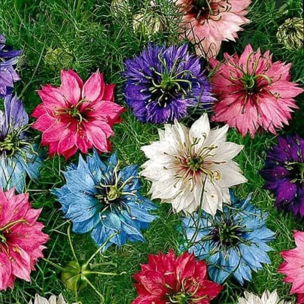 USA Seller FreshLoveinamist Seeds Nigella Seeds Great For Dried And Fres... - $13.58