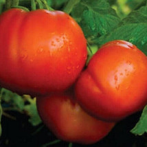 50 Seeds Celebrity Tomato Heirloom Tomatoes Juicy Vegetable Garden - $6.90