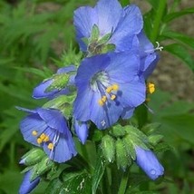 70 Polemonium Pearl Blue Jacob&#39;S Ladder Flower Seeds Perennial From US  - £6.45 GBP